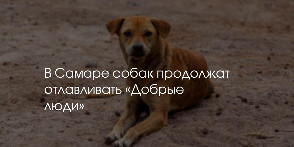 Продолжай собака
