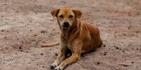 В Самаре собак продолжат отлавливать «Добрые люди»