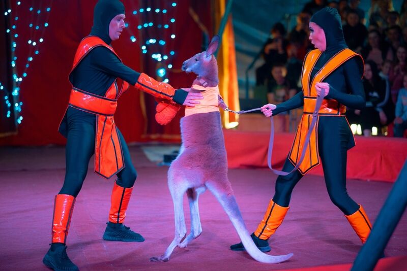 В Тольятти посетители цирка-шапито пожаловались на жестокое обращение с животным