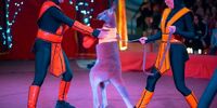 В Тольятти посетители цирка-шапито пожаловались на жестокое обращение с животным