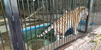 Самарский зоопарк получил предостережения по содержанию животных