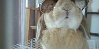 День не дутого кролика в самарском зоопарке