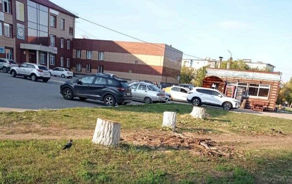 В Новокуйбышевске ради торговых рядов уничтожили три десятка деревьев