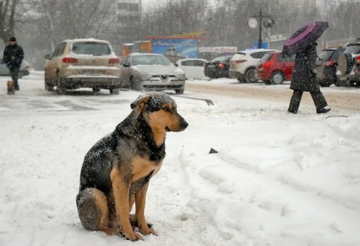 По уголовному делу о нападении собаки на девочку в Чапаевске запросил доклад Бастрыкин