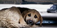 В Тольятти женщина пострадала, защищая ребенка от собаки
