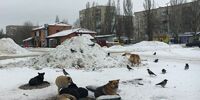 Депутаты предложили изменить схему финансирования при отлове бездомных собак в Самарской области