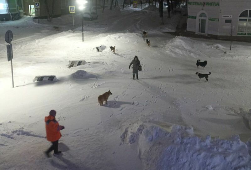 В Новокуйбышевске проверяют, как администрация и подрядчик «Хати» занимаются безнадзорными животными
