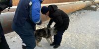 В Жигулёвске прокуратура добивается компенсаций в интересах покусанных собаками несовершеннолетних