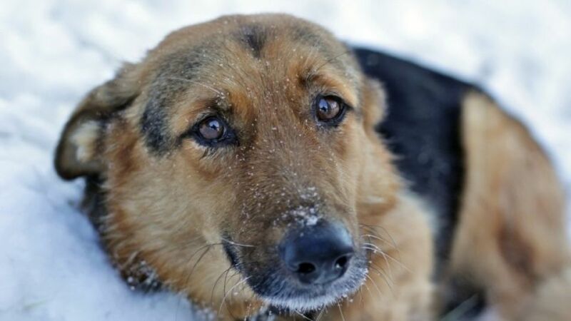 В Черноречье злоумышленники отравили собак