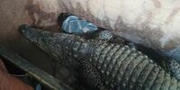 Самарские таможенники не выпустили в Казахстан живого крокодила Бакса