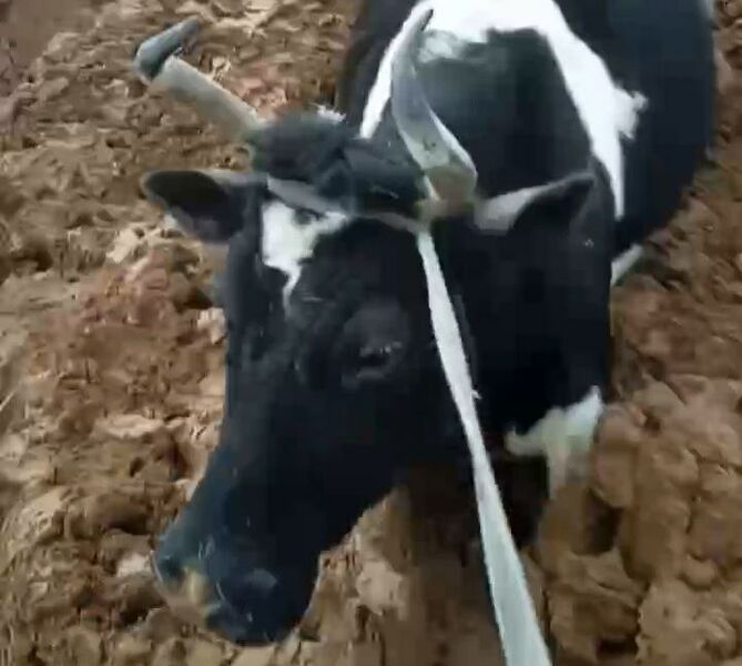 В Чапаевске на недоделанном мосту в грязи увязла корова