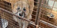 Директора ООО «Спецсервис» оштрафовали за нарушения при содержании приюта для животных