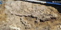 В Самарской области тракторист обнаружил уникальные останки ихтиозавра