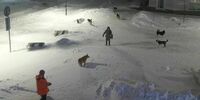 В Новокуйбышевске возбудили уголовное дело по факту нападения собак на людей
