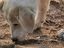 В Самарской области бродячие собаки продолжают нападать на людей
