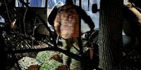 В Кинельском лесничестве незаконно вырубили дубы