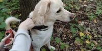 В Новокуйбышевске массово травят собак