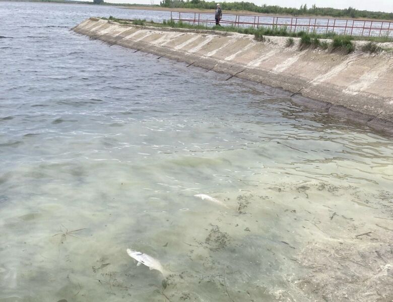 На Большеглушицком водохранилище массово погибла рыба