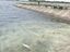 На Большеглушицком водохранилище массово погибла рыба