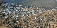 В Чапаевке снова выявили высокое загрязнение аммонийным азотом