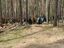 Бывшему главе городского поселения Волжский вынесли приговор за массовые захоронения на землях лесного фонда