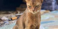 Напишет ли ещё кот Феликс?