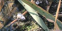 В двух водоемах Самарской области массово погибла рыба