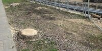 Самара продолжает «лысеть»