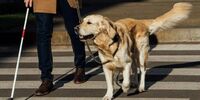 В Самарской области в 2026 году планируют сделать выплату на содержание собак-поводырей